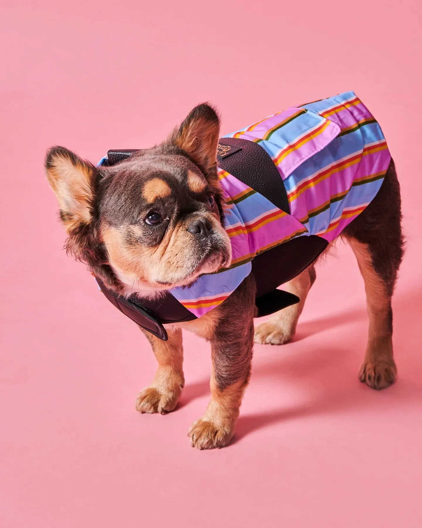 Kip & Co Fez Stripe Dog Jacket